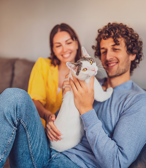 como elegir un gato de mascota